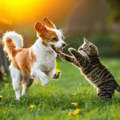 Picture for category Dog Supplements